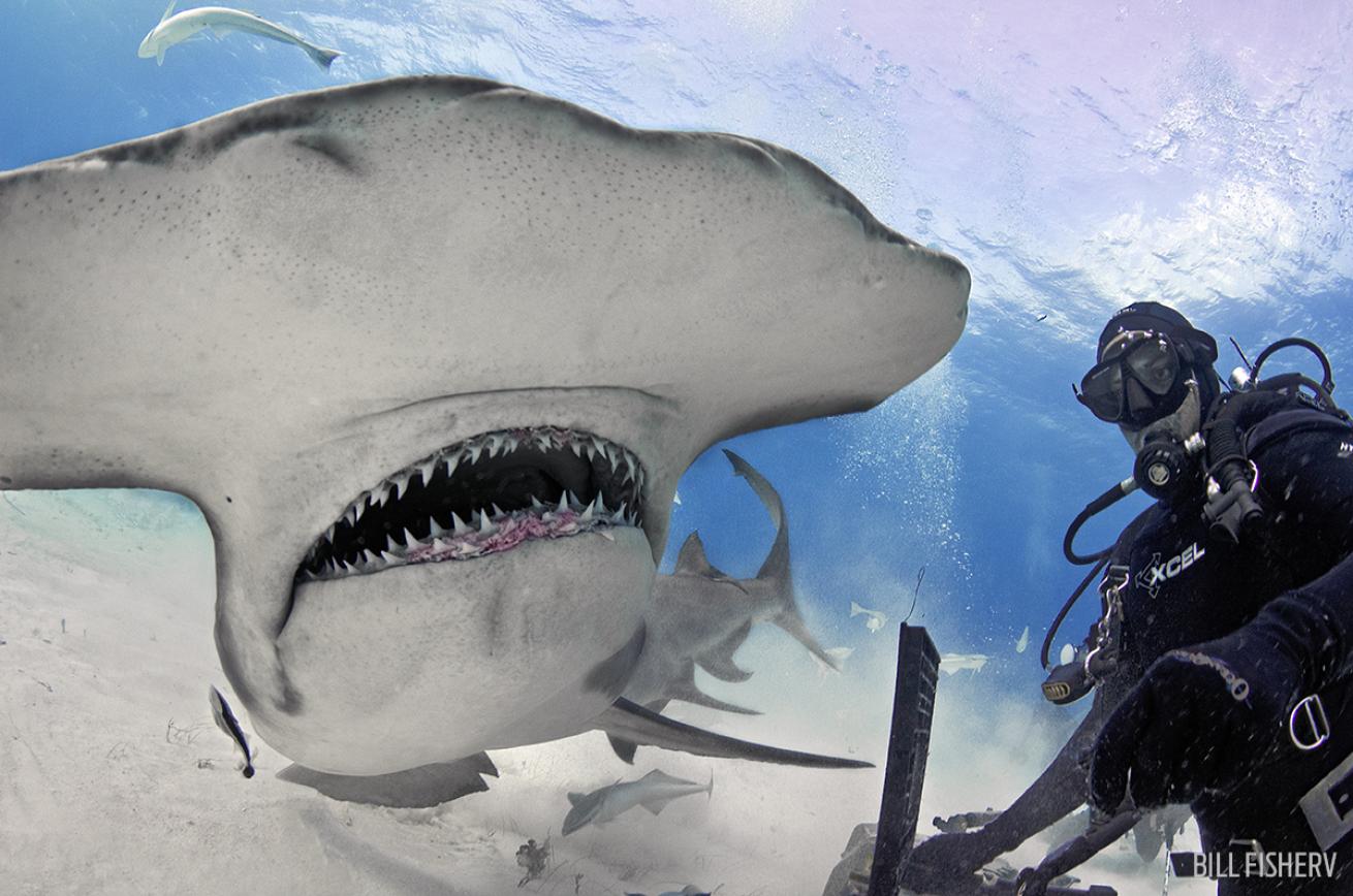 Underwater Photo Hammerhead Shark Bimini Bahamas