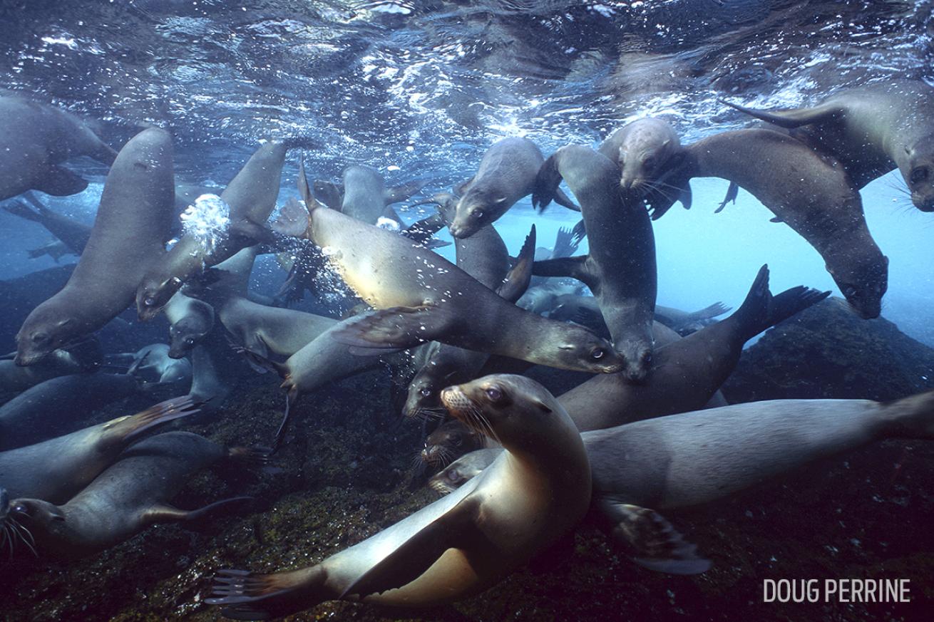 Galapagos Sea Lions Underwater Photo