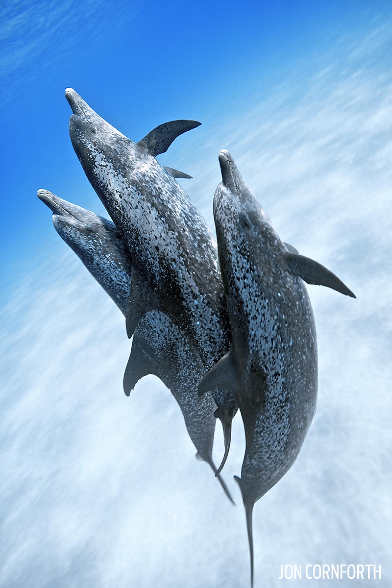 Underwater Photo Atlantic Spotted Dolphins in the Bahamas