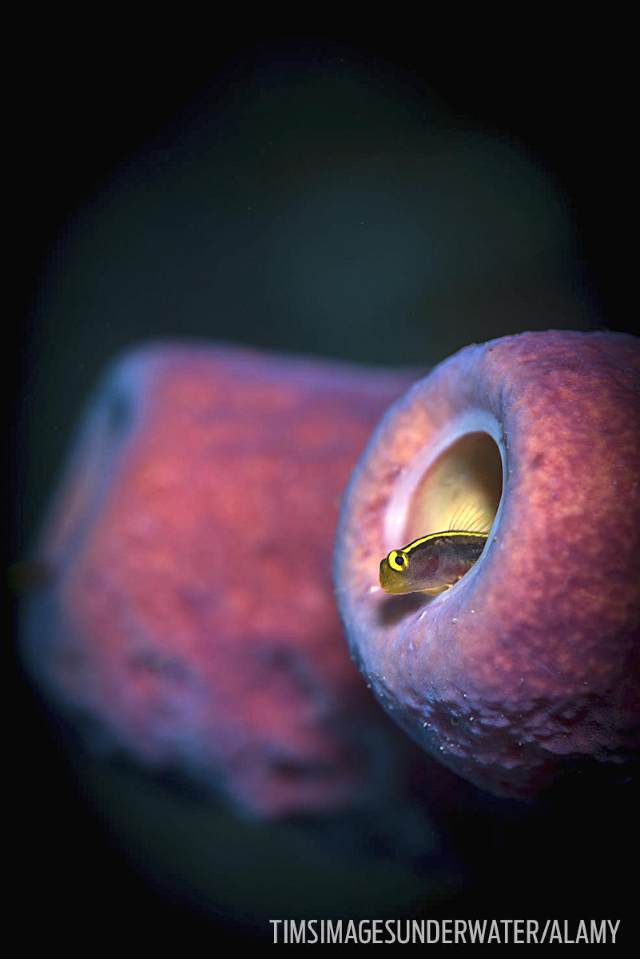 Blenny Tube Sponge Underwater Photo Macro Bonaire