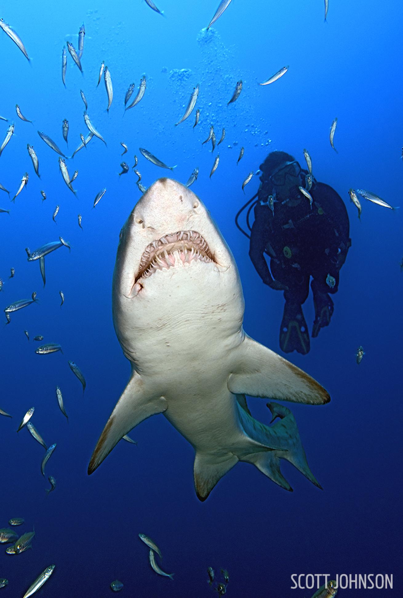 Diver and Sand Tiger Shark Underwater Photo North Carolina