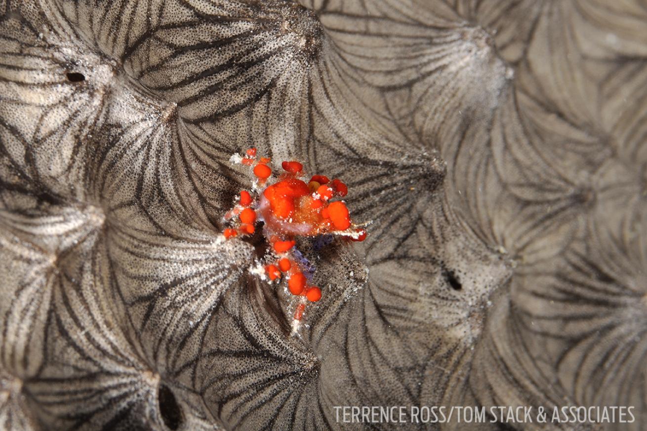Macro Underwater Photography Teardrop Crab Bonaire