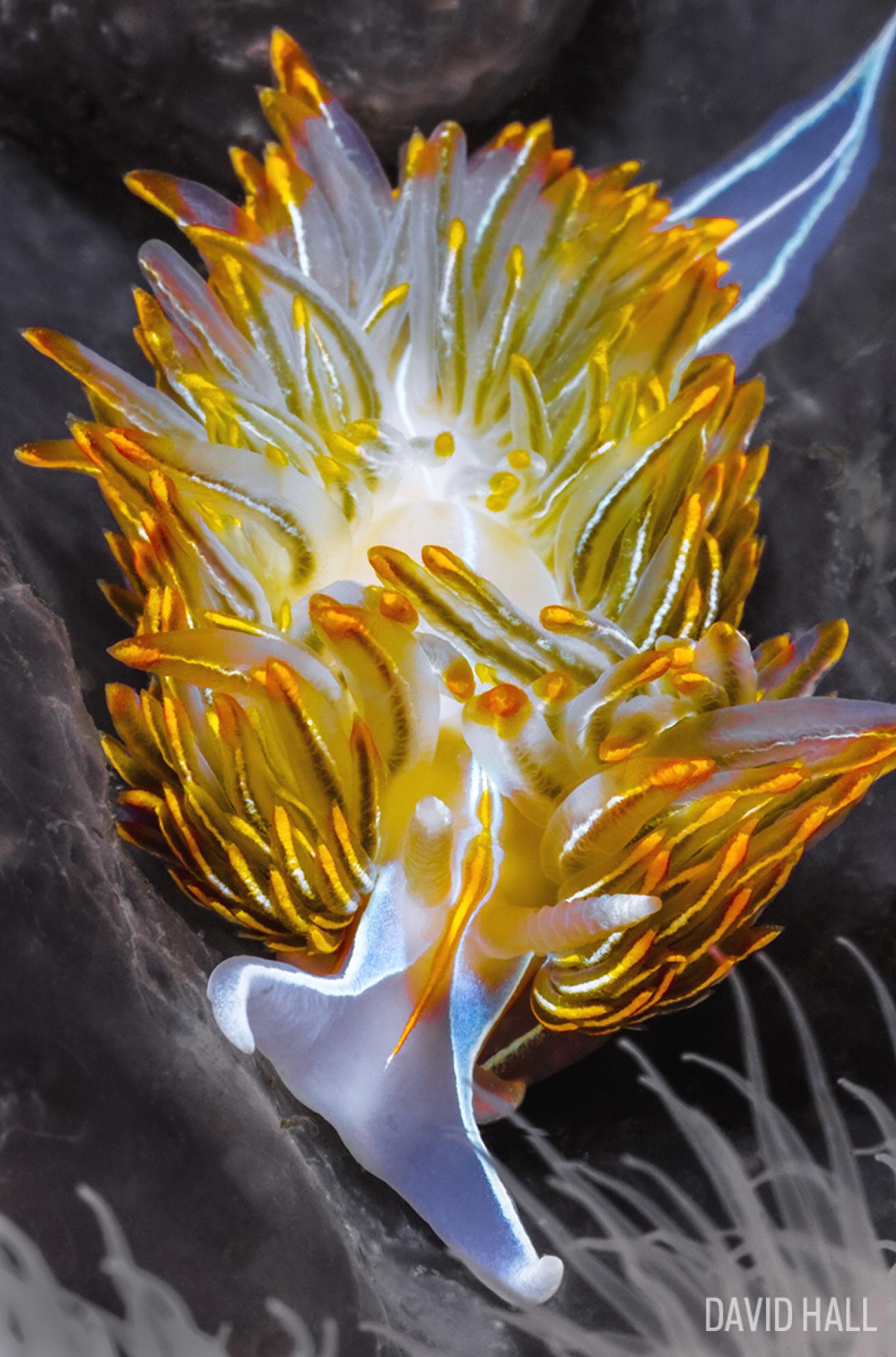 Nudibranch Photo Underwater Macro British Columbia Diving