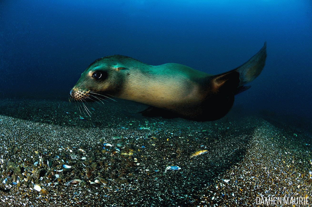 seal pup underwater photo San Clemente Island