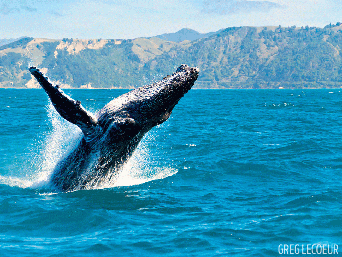 humpback whale breach Hawaii