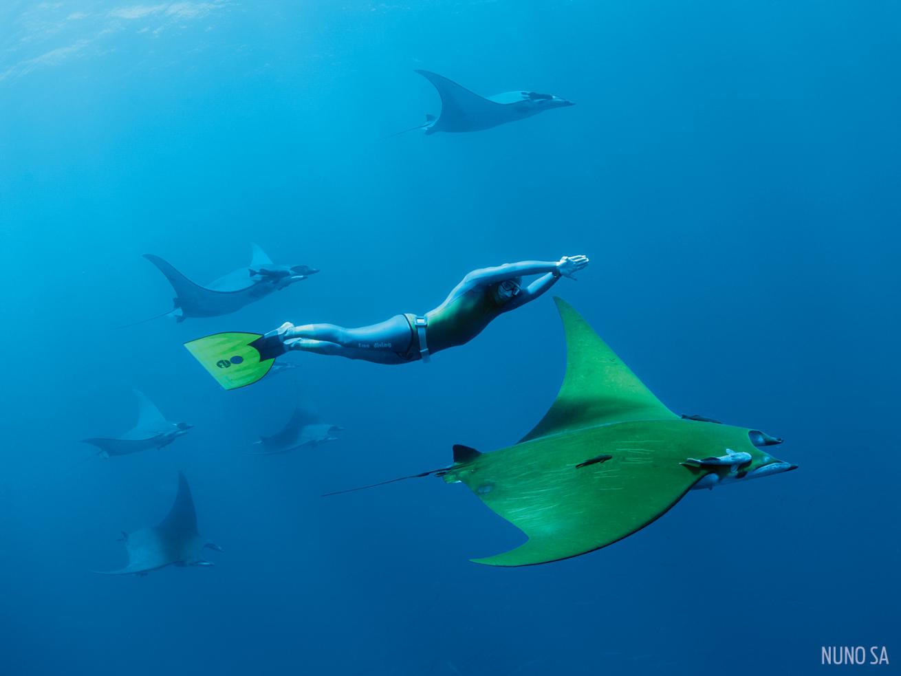 azores chile devil rays freediver