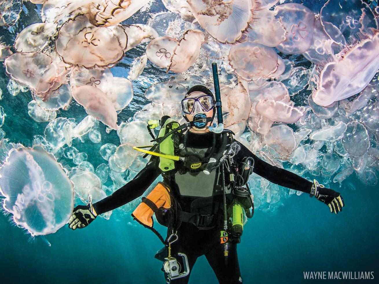 jellyfish scuba diver jupiter florida underwater