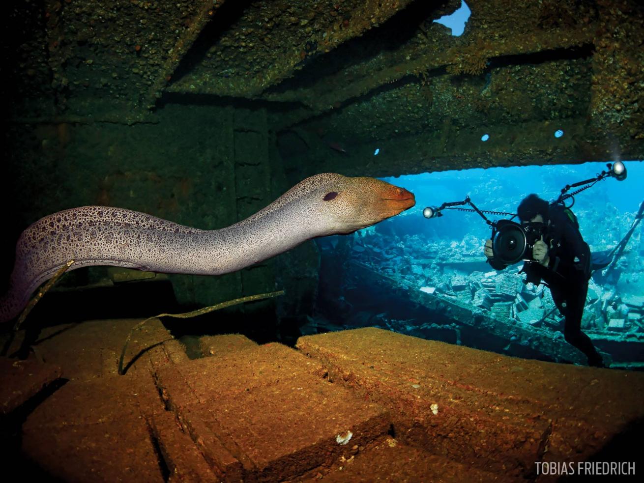 chrisoula k shipwreck red sea moray eel scuba diver