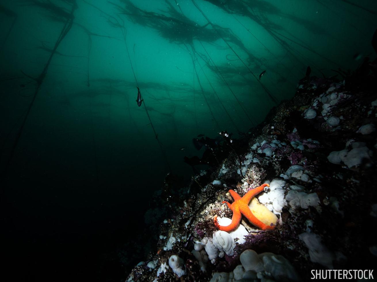 Starfish underwater photo British Columbia