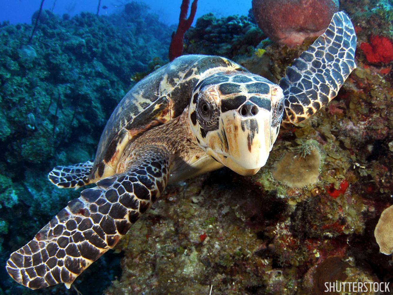 Sea turtle underwater photo Cayman Islands
