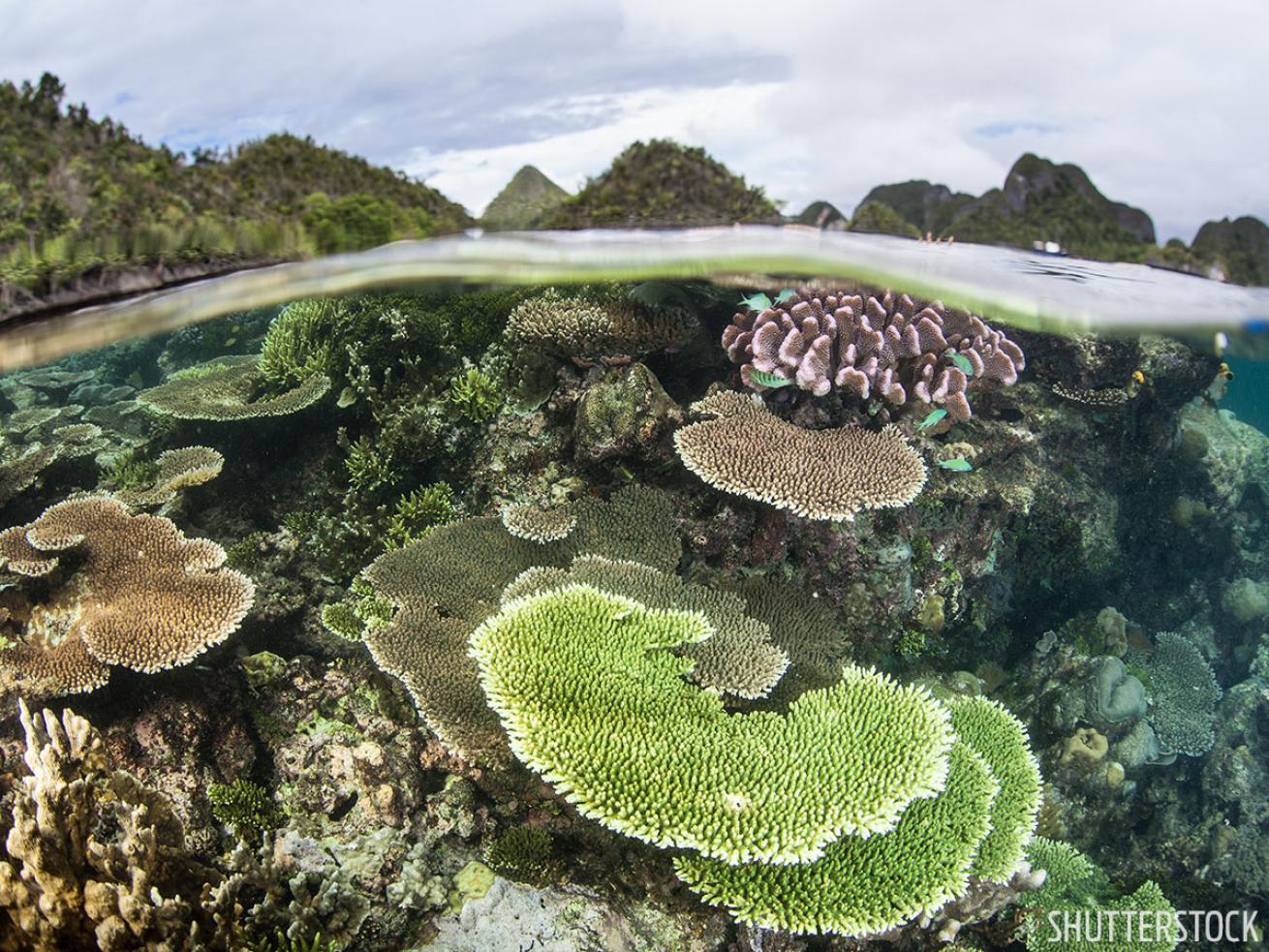 Coral reef underwater photo Indonesia