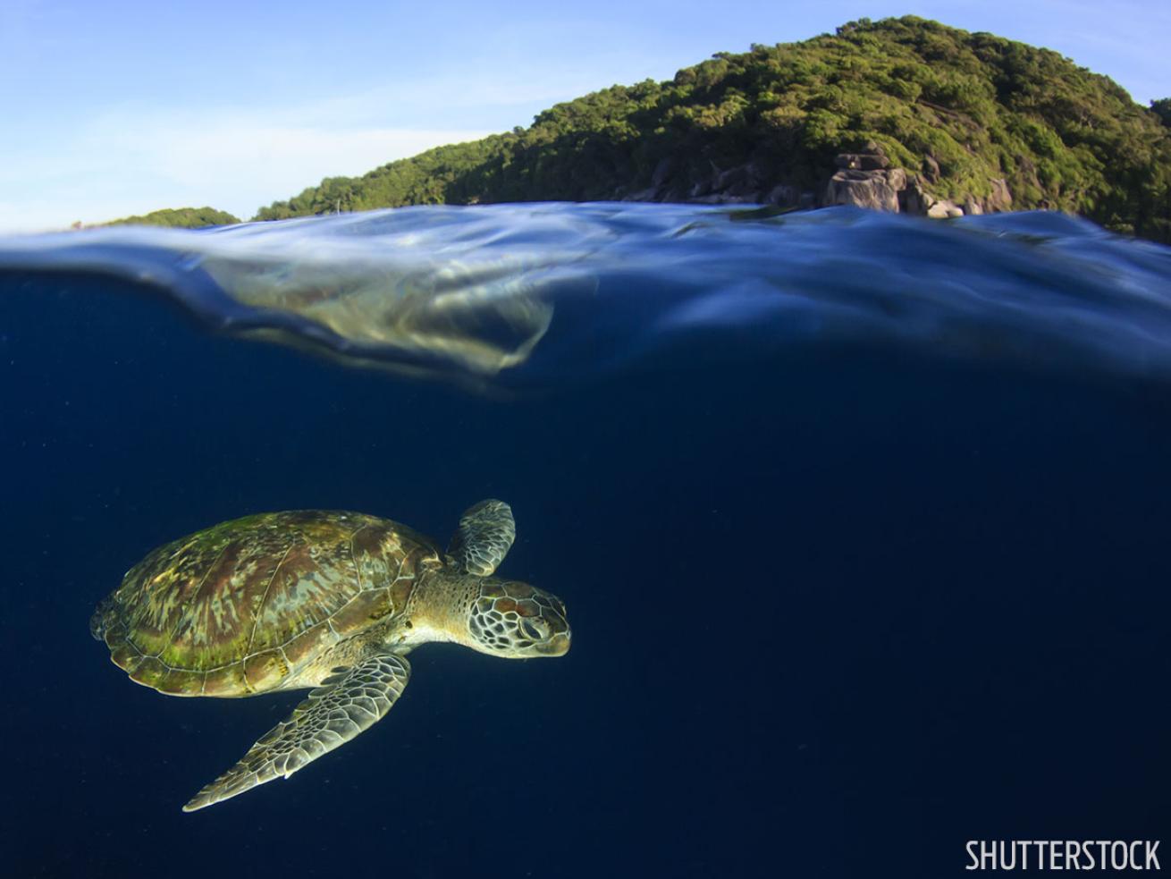Sea turtle underwater photo Hawaii