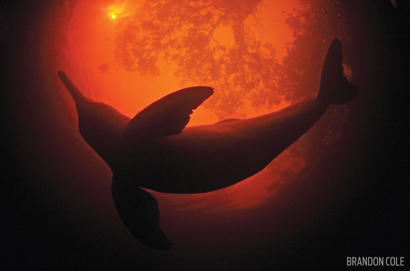 Pink Amazon River Dolphin Underwater in Brazil