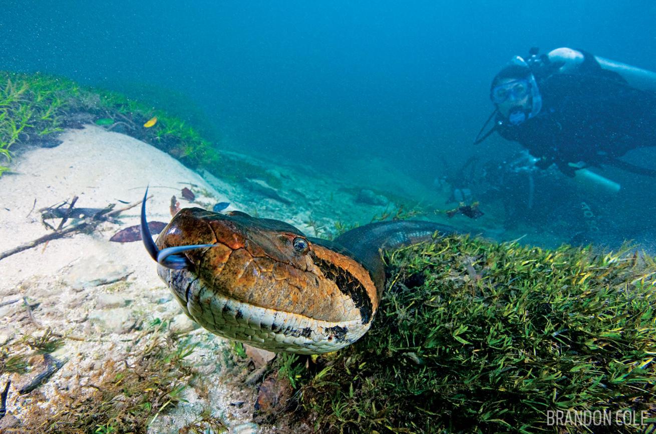 Anaconda tongue out underwater in Amazon River, Brazil