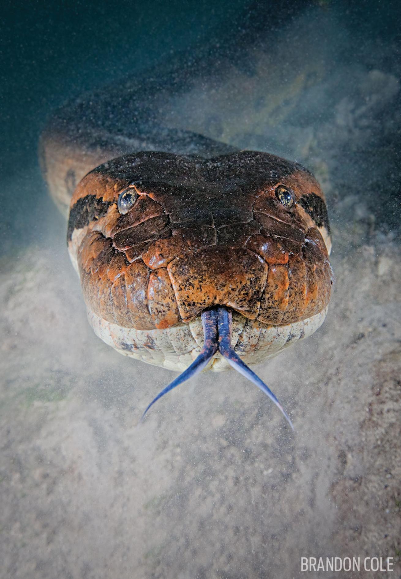 Anaconda in the Amazon River, Brazil
