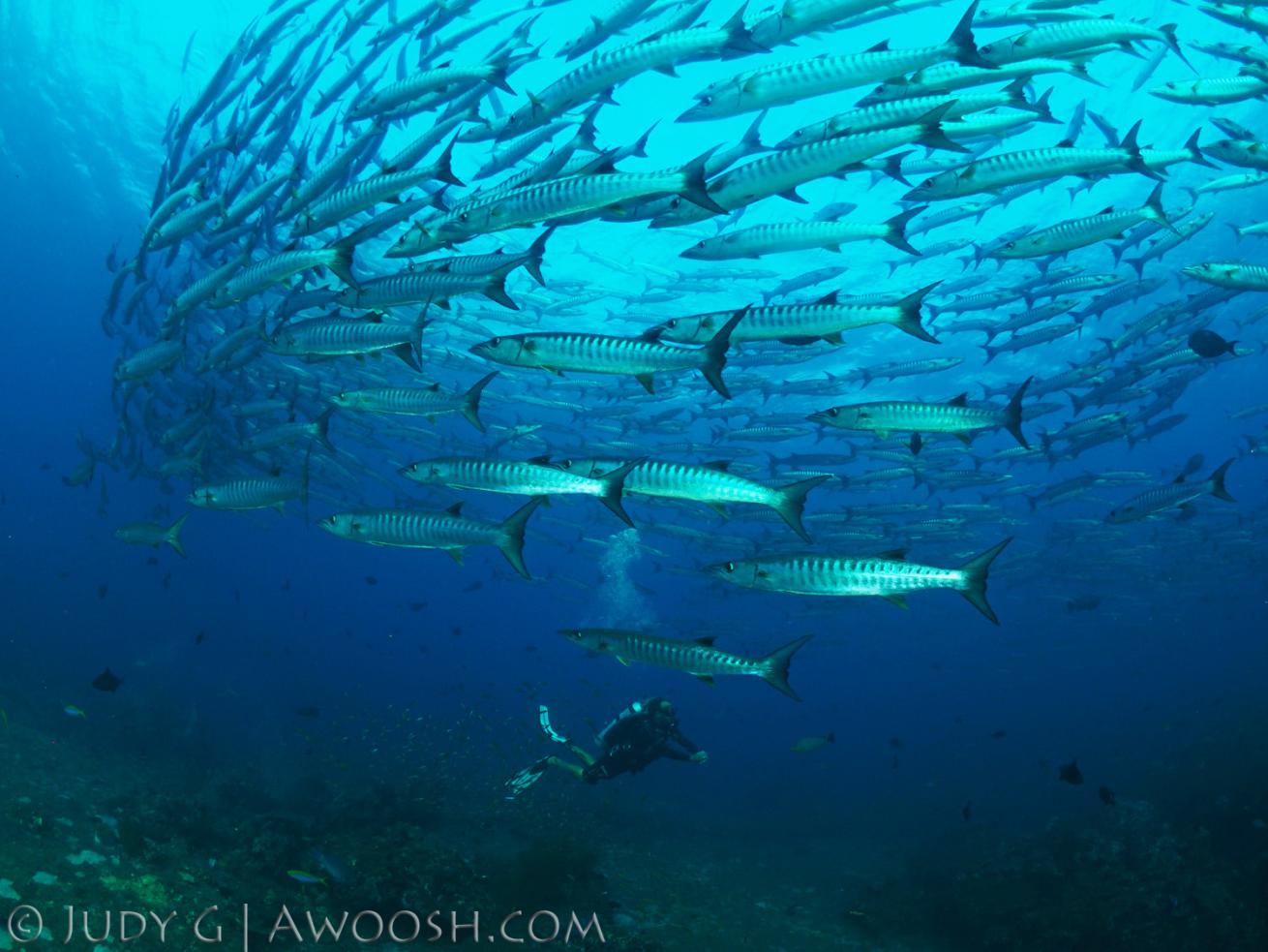 Scuba diving with schooling barracuda in Koh Tachai, Thailand