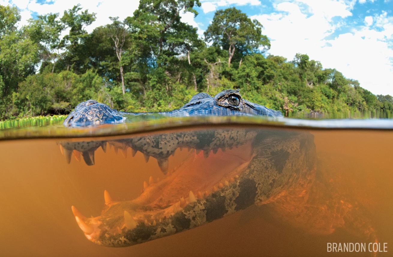 Jacare Caiman over under photo in Brazil