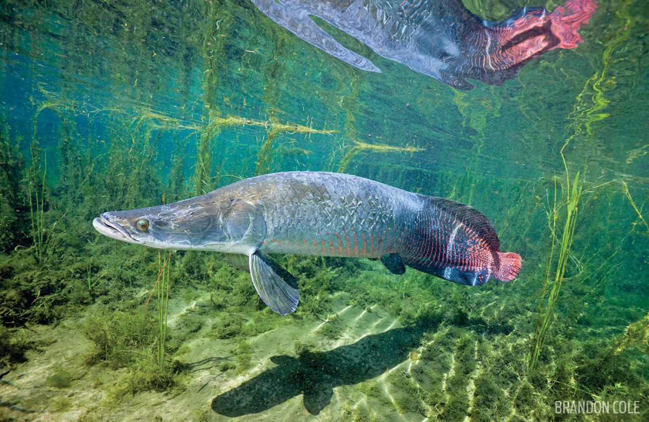 Arapaima are one of the largest freshwater fish in the world.