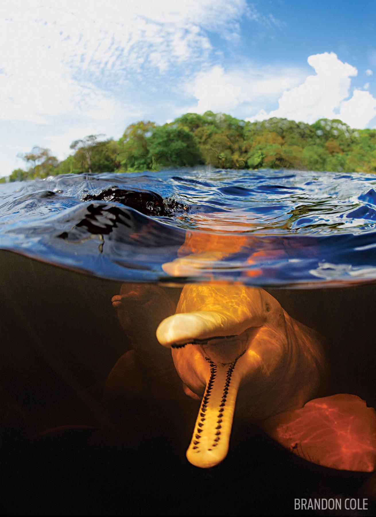 Pink Amazon River Dolphin Underwater in Brazil