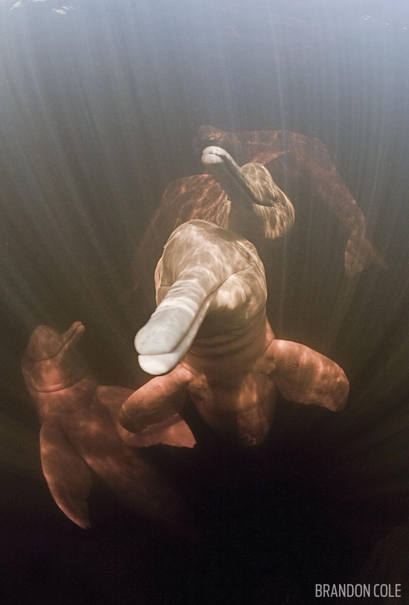 Pink Amazon River Dolphins Underwater in Brazil