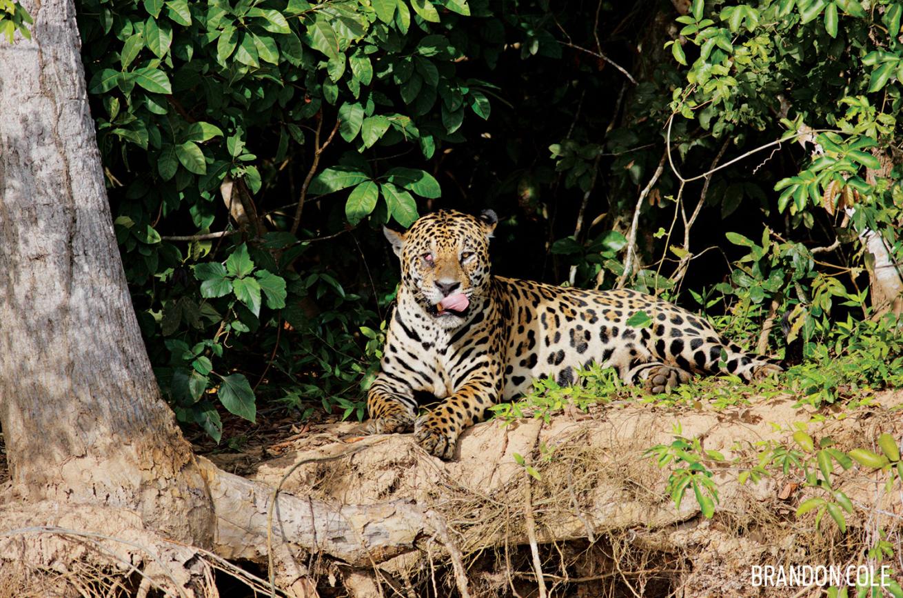 Jaquar on river bank in Brazil