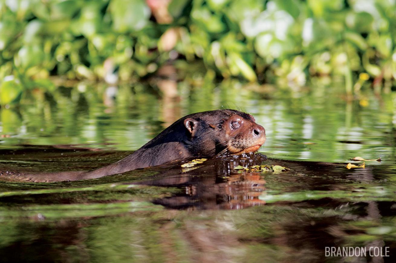 Giant River otter in Brazil 