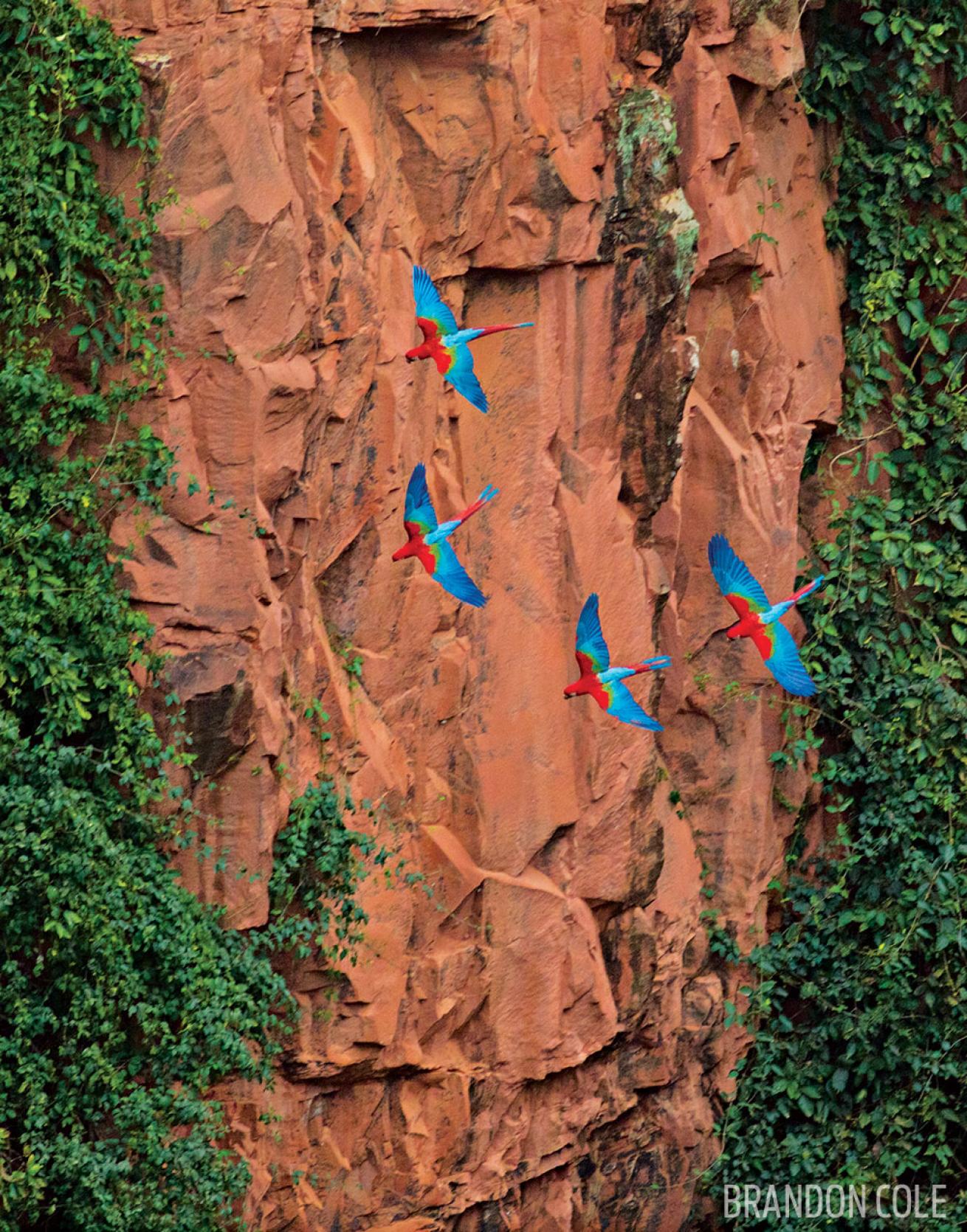 Green-winged macaws in Brazil