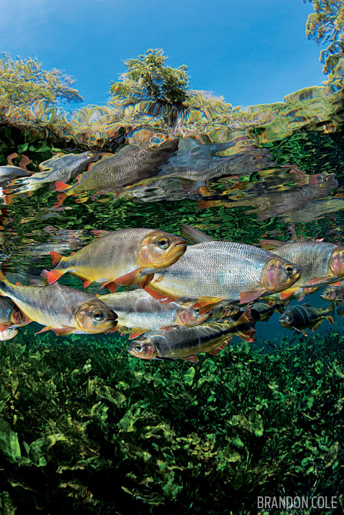 Rio Olho d’ Agua and fish underwater