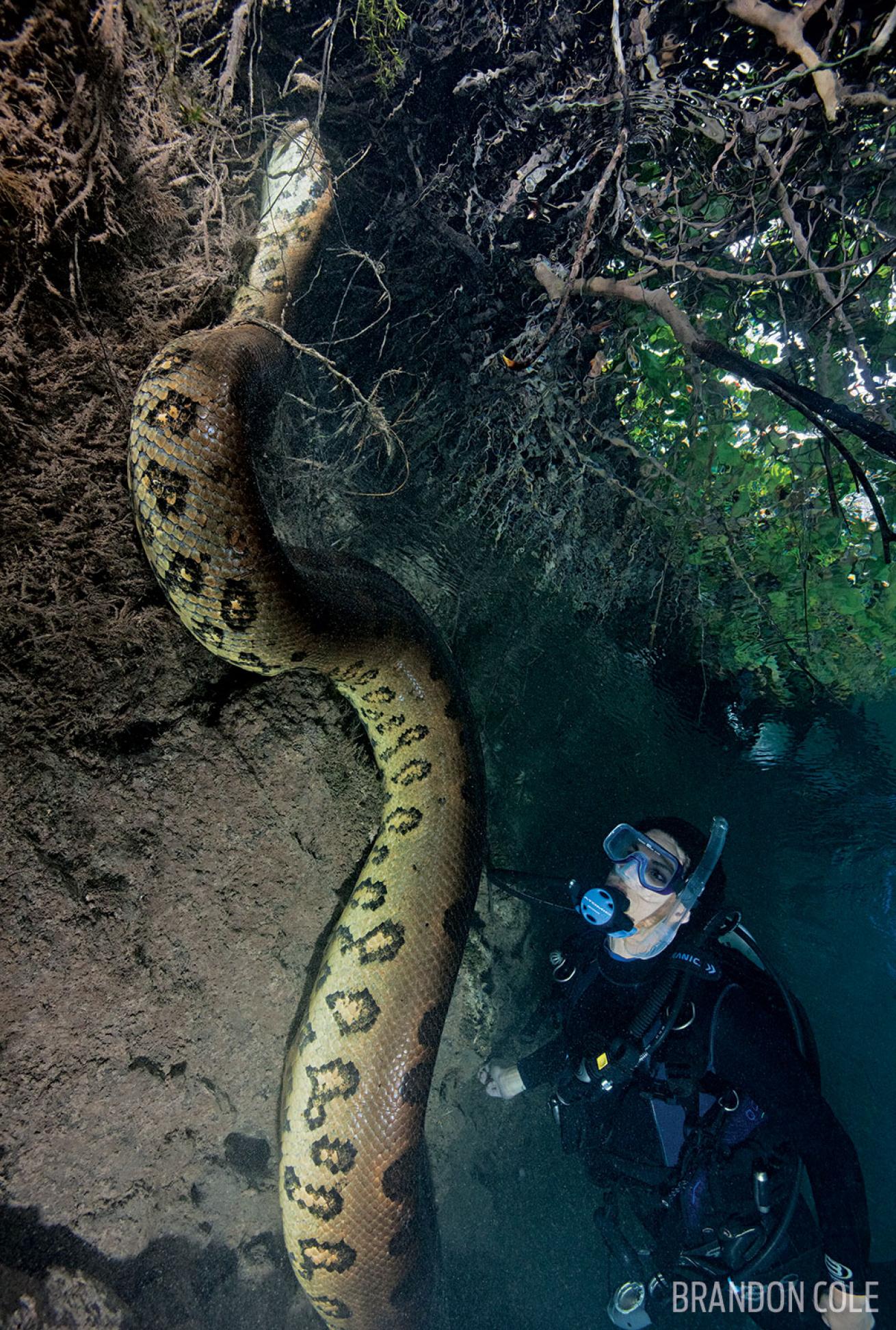 Diver next to 23-foot anaconda in the Amazon River, Brazil