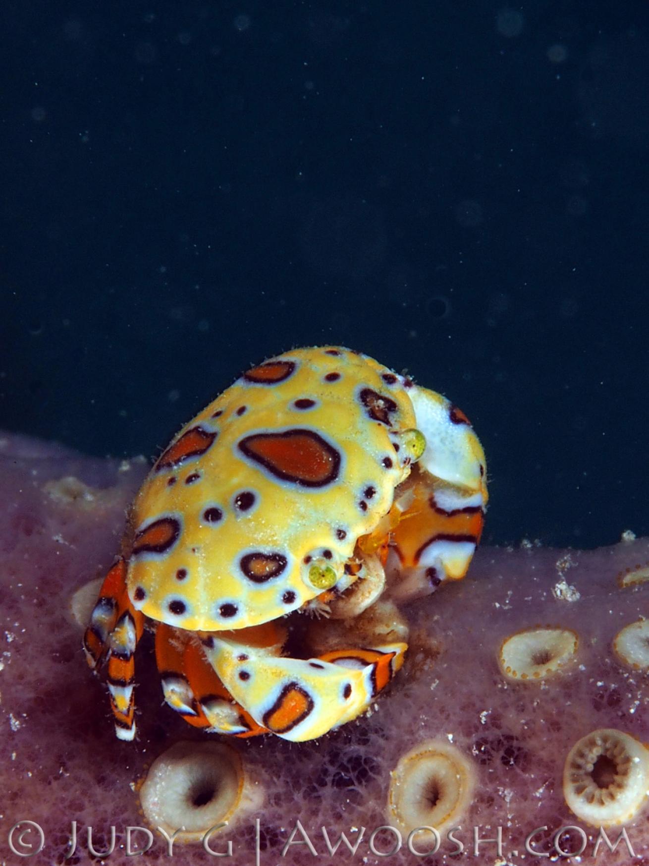 Pretty Gaudy Clown Crab Underwater Photo Yellow and Orange