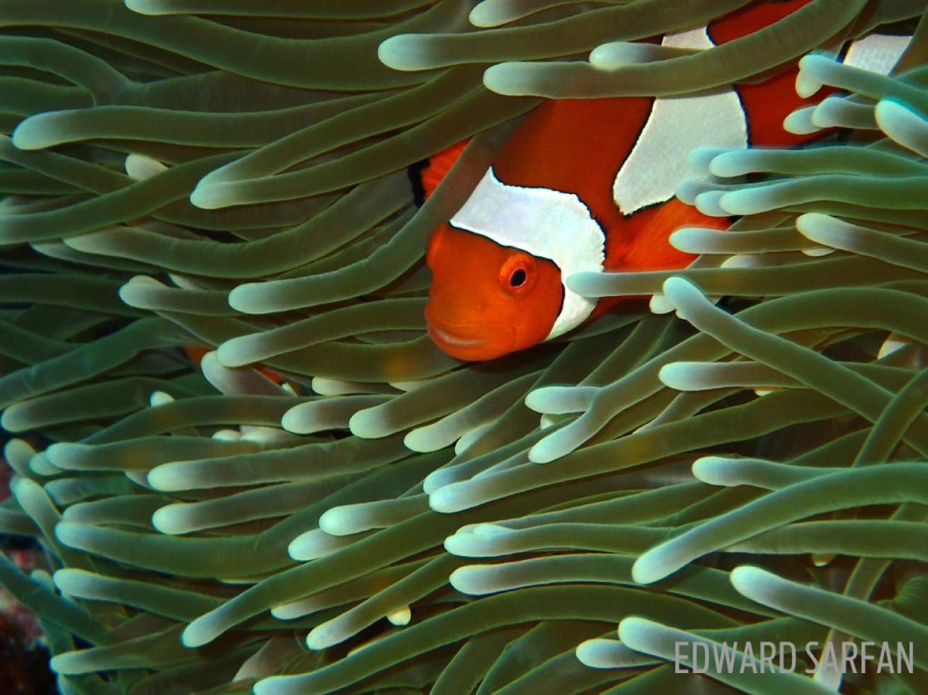 green swim clownfish anemone underwater photography