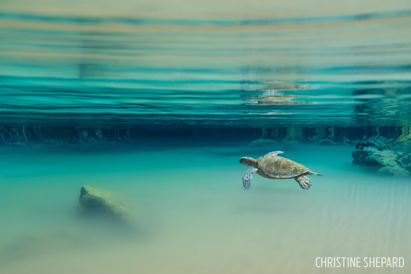 green sea turtle hawaii underwater photography