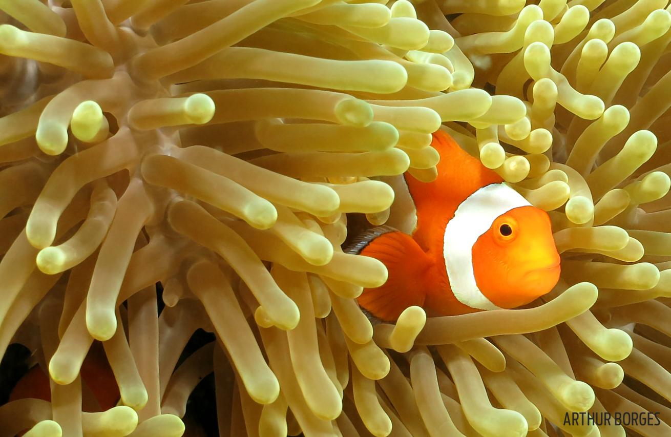 yellow anemone clownfish orange dive underwater photography