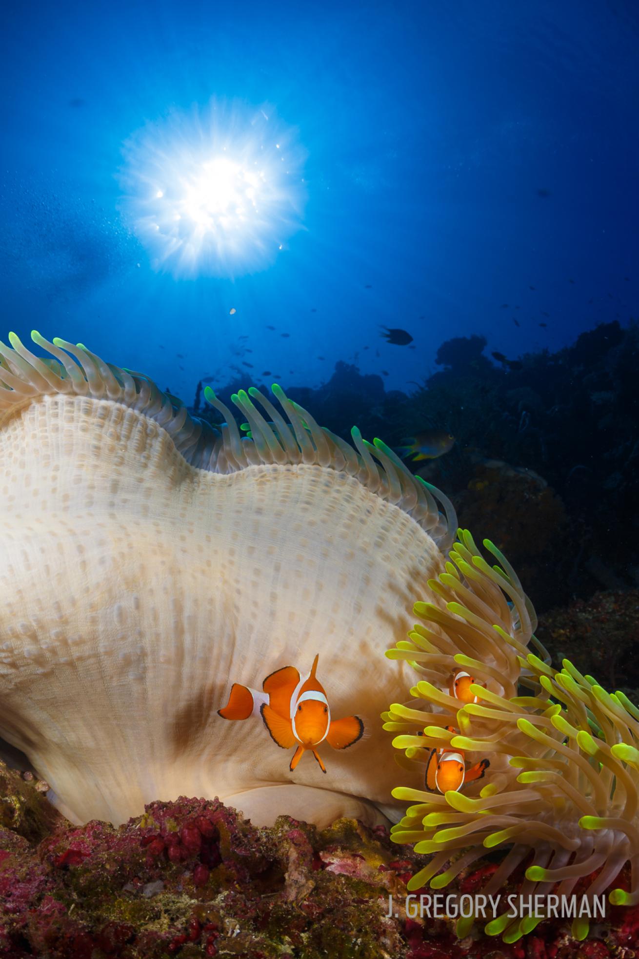 sun anemone clown home reef ocean underwater photography