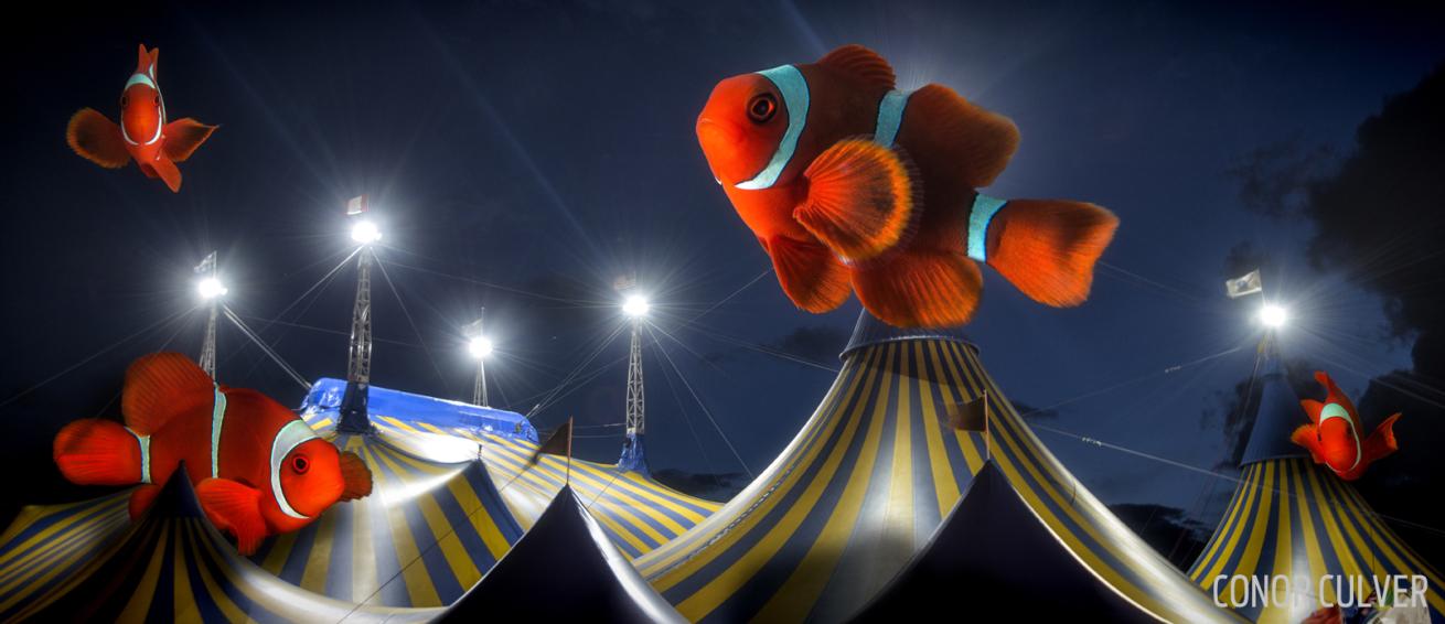 circus clownfish swim fin anemone underwater photography
