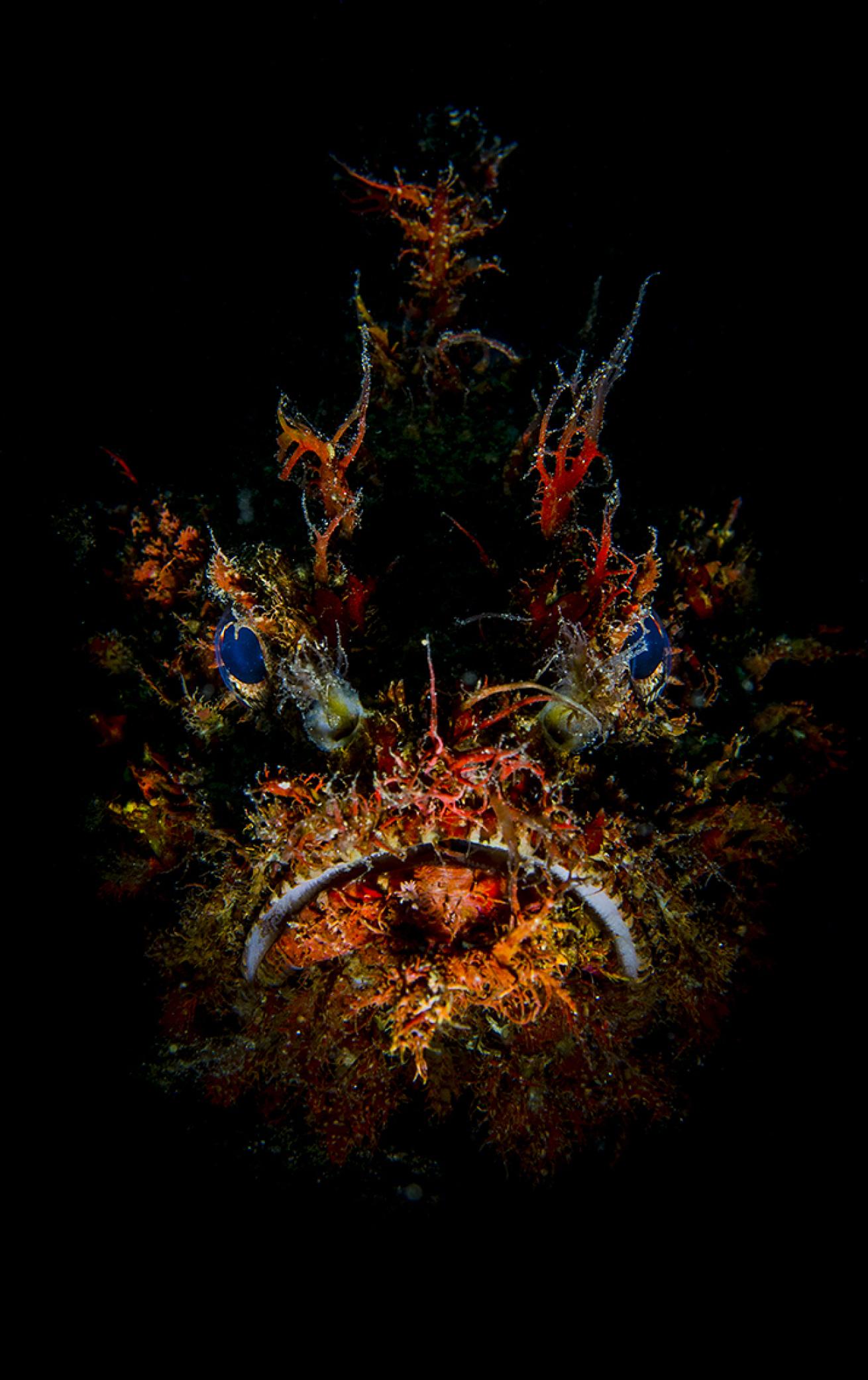 scorpionfish underwater photography indonesia camouflage