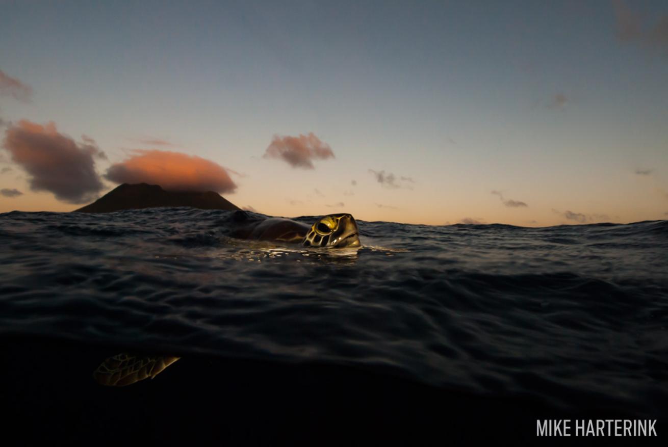 volcano sea turtle twilight gold underwater photography scuba