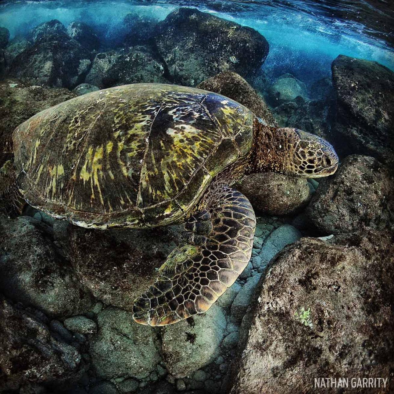 maui hawaii green sea turtle urchin underwater photography scuba
