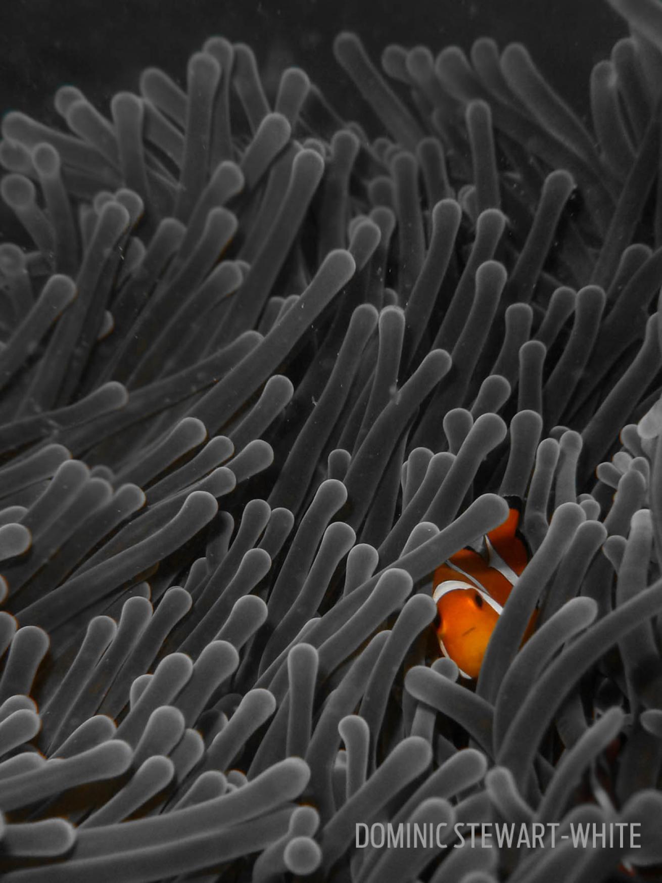 nemo peek gray anemone clownfish underwater photography