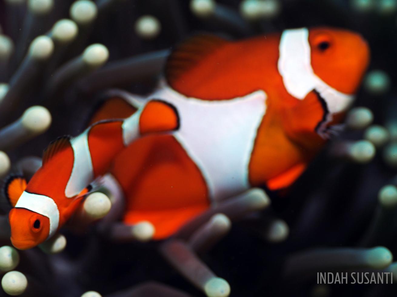 anemonefish clownfish orange anemone underwater photography