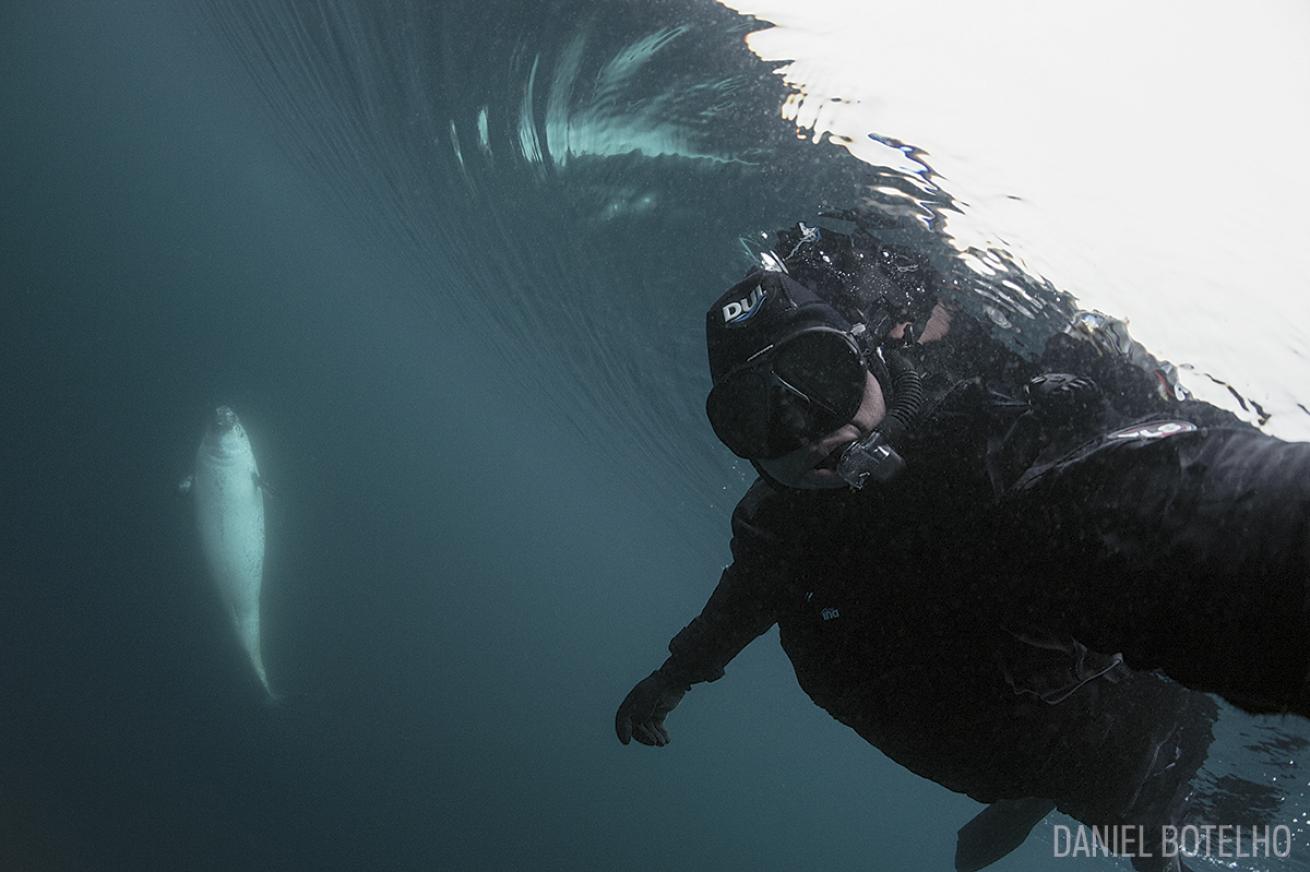Diver takes selfie underwater with narwhal