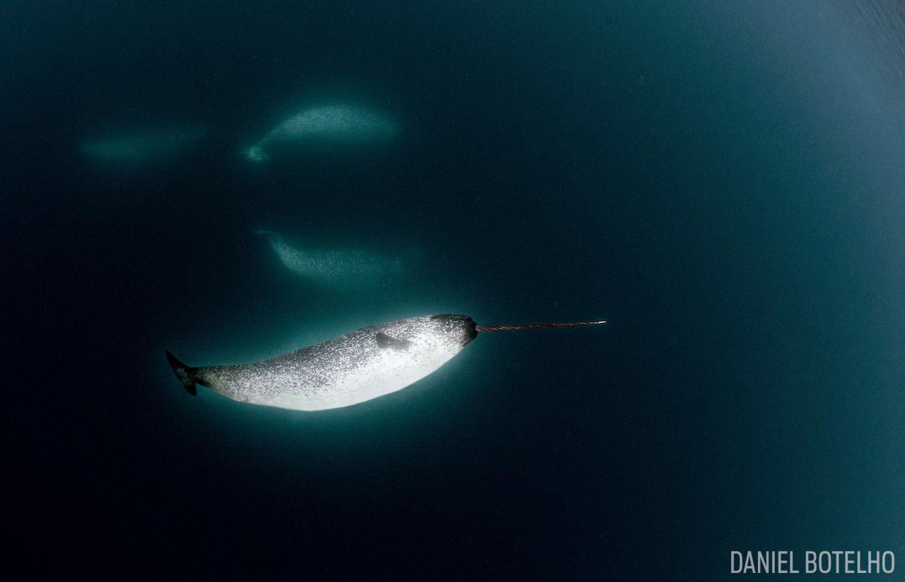 Underwater narwhal in the High Arctic