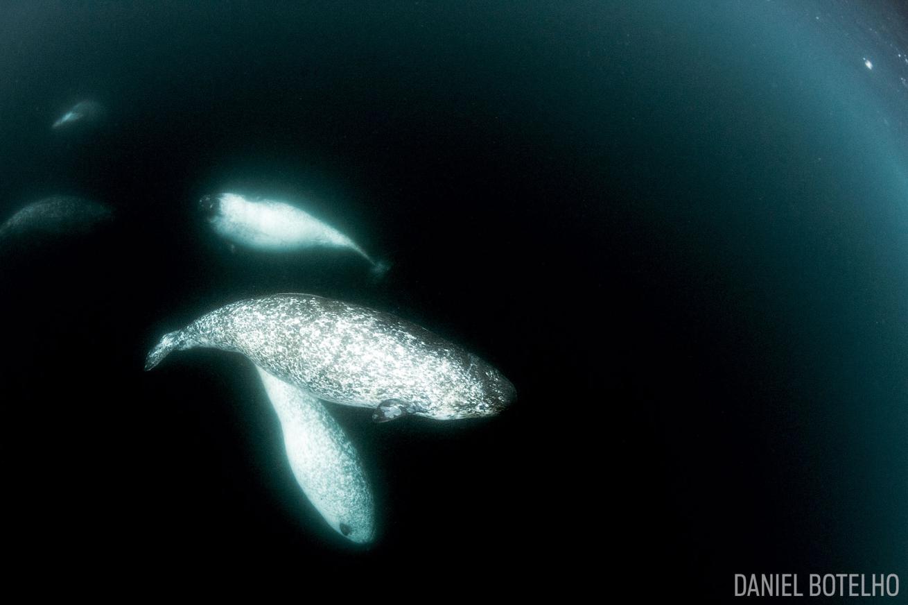 Narwhals and calf underwater in the High Arctic