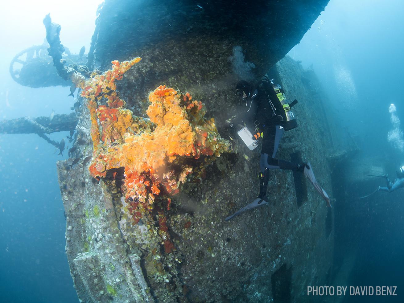 Diver surveys marine life on the Oriskany shipwreck in Florida
