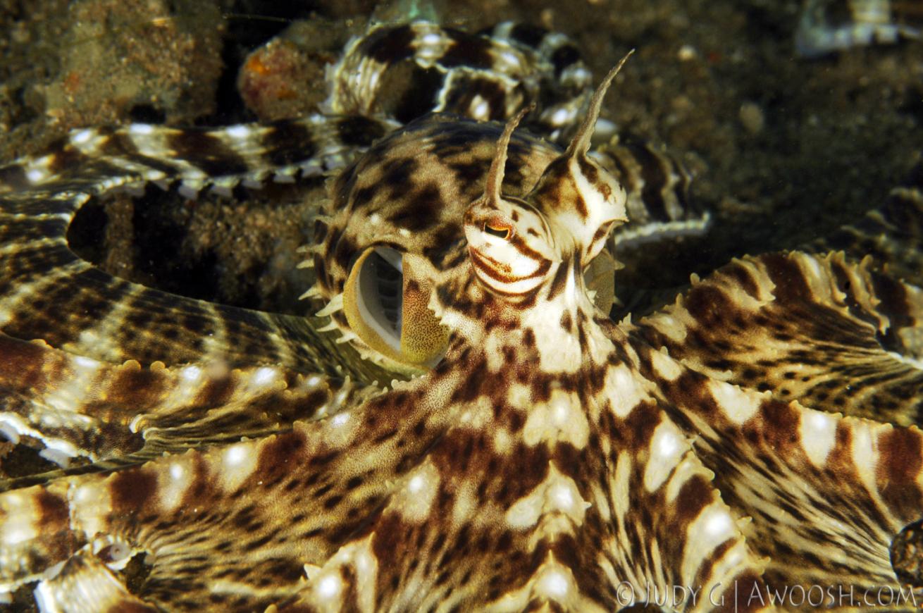 underwater photography muck diving mimic octopus