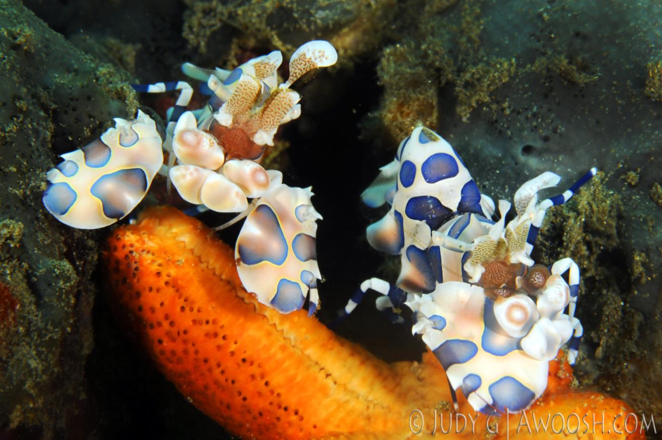 underwater photography muck diving shrimp