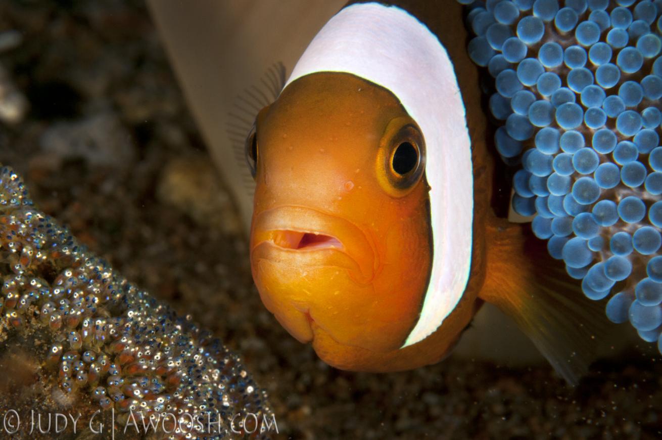 underwater photography muck diving anemonefish clownfish