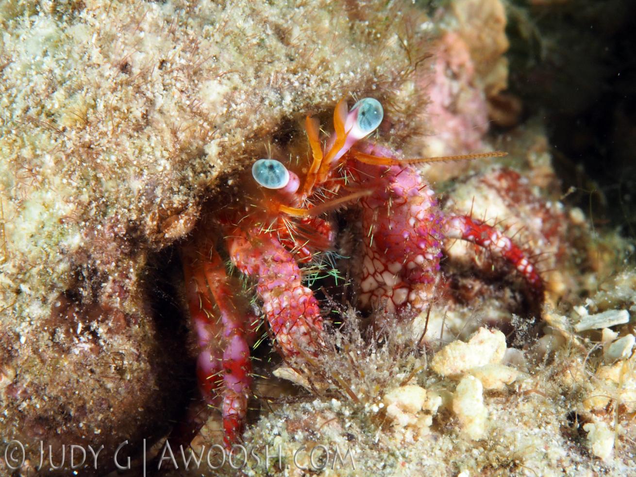 underwater photography muck diving hermit crab