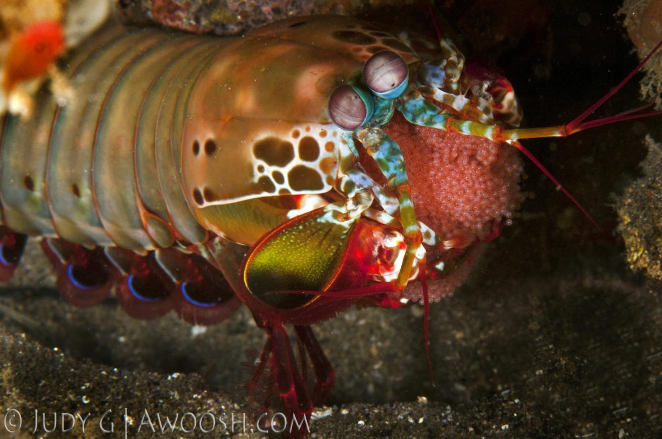 underwater photography muck diving peacock shrimp