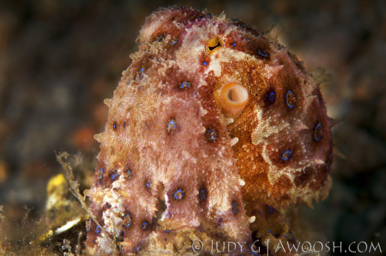 underwater photography muck diving octopus